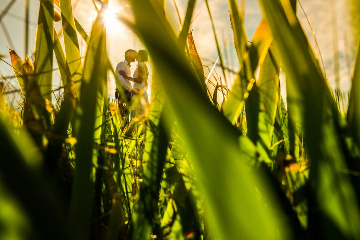 Photographe mariage Manche — couple coucher de soleil roseaux Normandie — Arnaud Chapelle